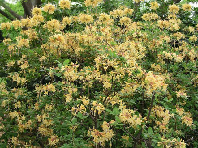 Rhododendron 'My Mary', 'My Mary' Rhododendron, 'My Mary' Azalea, Deciduous Azalea, Early Midseason Azalea, Yellow Azalea, Yellow Rhododendron, Yellow Flowering Shrub