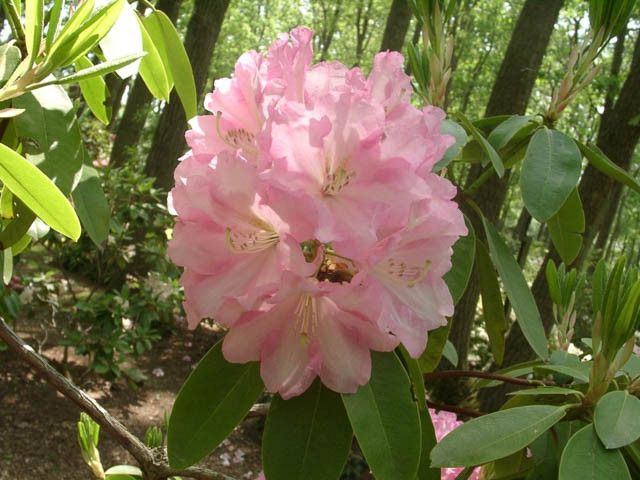 Rhododendron 'Wheatley', 'Wheatley' Rhododendron, Midseason Rhododendron, Evergreen Rhododendron, Fragrant Rhododendron, Pink Rhododendron, Pink Flowering Shrub