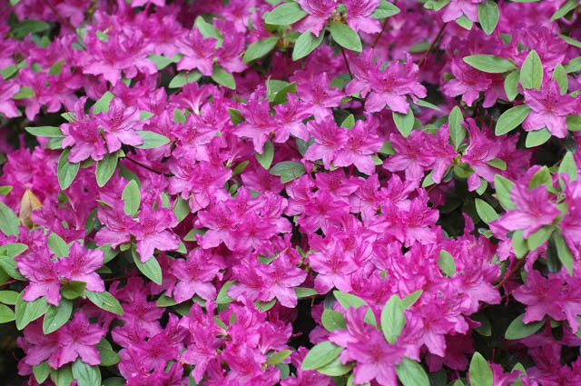 Rhododendron 'Karens',Rhododendron 'April Rose', 'Karens' Rhododendron, Rhododendron 'Karen', 'Karen' Rhododendron, 'Karen' Azalea, Early Midseason Azalea, Evergreen Azalea, Purple Azalea, Purple Rhododendron, Purple Flowering Shrub, Evergreen Rhododendron, Purple Azalea, Purple Rhododendron, Purple Flowering Shrub