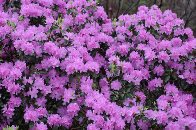 Rhododendron 'PJM Elite', 'PJM Elite' Rhododendron, PJM Group, Early Midseason Rhododendron, Evergreen Rhododendron, Purple Rhododendron, Purple Flowering Shrub
