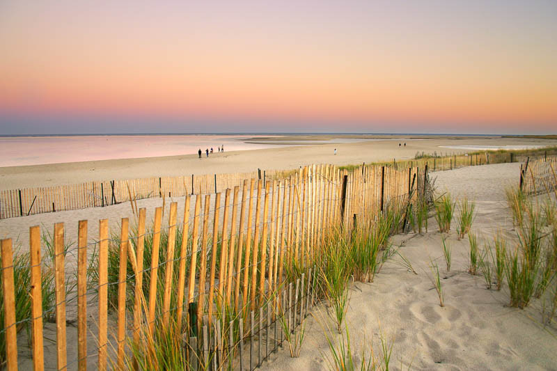 Massachusetts Native Plants