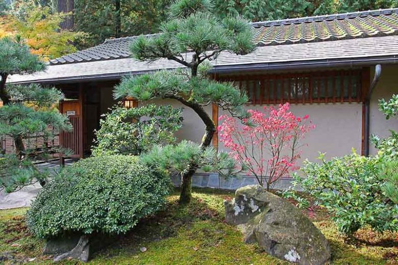 Pinus contorta, Lodgepole Pine,  Beach Pine, Shore Pine, Twisted-Branch Pine, Evergreen Conifer, Evergreen Shrub, Evergreen Tree,
