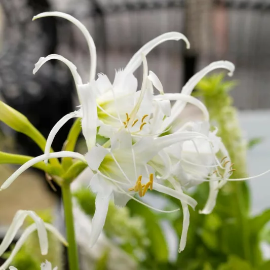 Hymenocallis x festalis, Peruvian Daffodil, Spider Lily, Ismene, Ismene x deflexa, Fragrant flowers, White Flowers