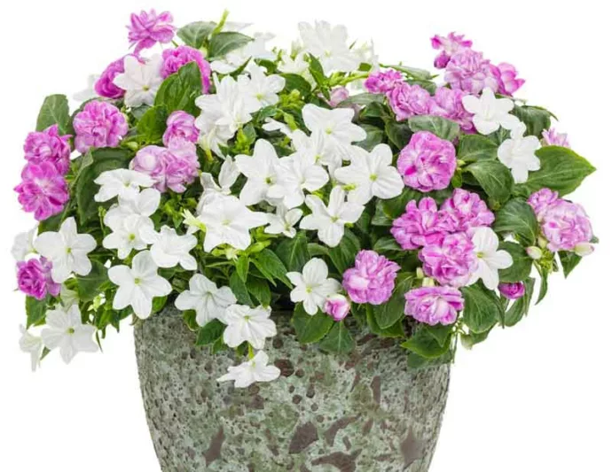 Impatiens walleriana 'Rockapulco Wisteria', Rockapulco Wisteria Impatiens,Double Impatiens, Lavender Impatiens, Lavender Flowers