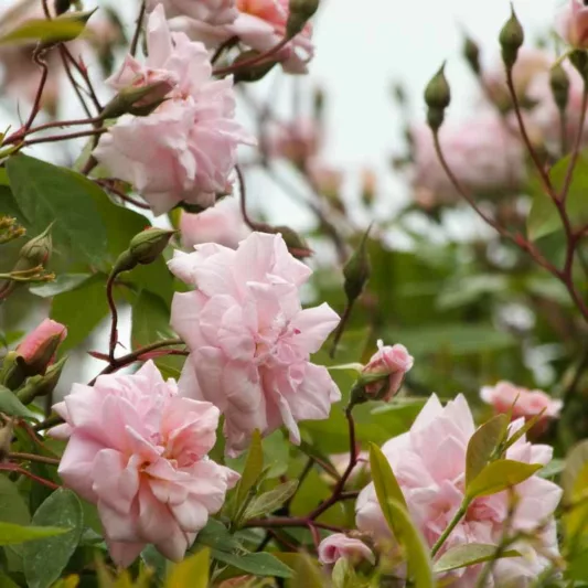 Rose 'Cecile Brunner', Rosa 'Cecile Brunner', Rose 'Madame Cécile Brunner, Rose 'Mlle Cécile Brunner', Rose 'Mignon', Rose 'True Friend', Climbing Roses, Polyantha Roses, Pink roses, Rose bushes, Garden Roses