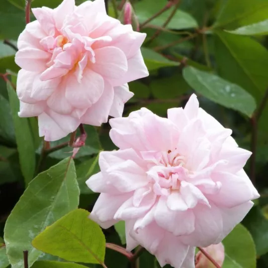 Rose 'Cecile Brunner', Rosa 'Cecile Brunner', Rose 'Madame Cécile Brunner, Rose 'Mlle Cécile Brunner', Rose 'Mignon', Rose 'True Friend', Climbing Roses, Polyantha Roses, Pink roses, Rose bushes, Garden Roses