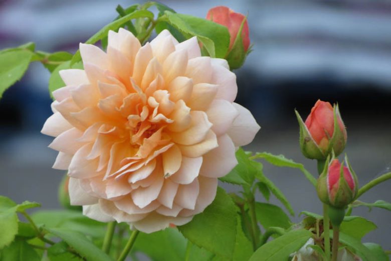 Rosa Grace, Rosa Grace, English Rose Grace, David Austin Rose, English Rose, Fragrant roses, Shrub roses, orange roses