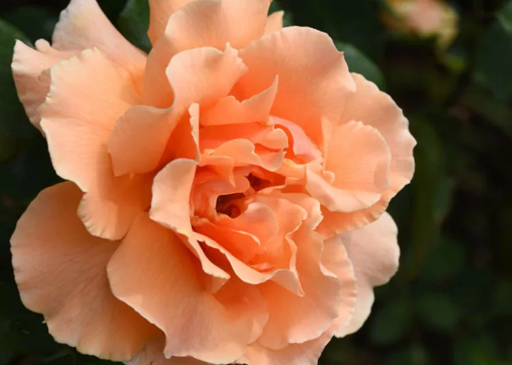 Rosa 'Just Joey', Rose 'Just Joey', Rosa 'CANjujo', Hybrid Tea Roses, Shrub Roses, Hybrid Tea Roses, Apricot roses, Orange roses, Shrub rose