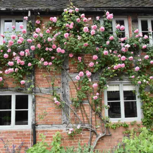 Rose 'Mme Caroline Testout', 'Caroline Testout', Rosa 'Mme Caroline Testout', Climbing Rose 'Mme Caroline Testout', Climbing Roses, Hybrid Tea Roses, Pink roses,  fragrant roses, Shrub roses, Rose bushes, Garden Roses