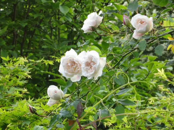 Rose 'Madame Alfred Carriere', Rosa 'Madame Alfred Carriere', Climbing Rose 'Madame Alfred Carriere',Rambler Rose 'Madame Alfred Carriere', Climbing Roses, White roses, Rose bushes, Garden Roses