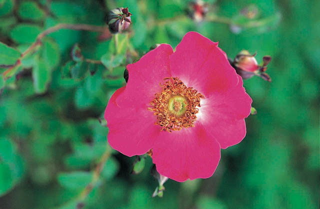 Rosa Moyesii, Rosa Geranium, Rose geranium, Rose Nevada, Rosa Nevada, David austin rose, Mandarin Rose, Moyes Rose, Moyesii Hybrids, Wild Roses, Shrub roses, pink roses, Climbing Roses, fragrant roses