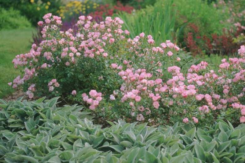 Rose 'The Fairy', Rosa 'The Fairy', Rosa 'Fairy Rose', Rosa 'Perle Rose', Shrub Roses, Rose bushes, Garden Roses, Pink Roses, Pink Flowers
