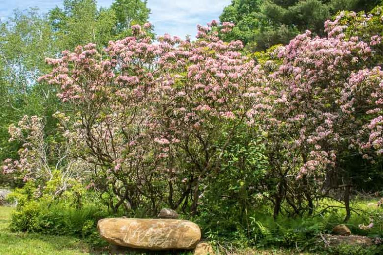 Kalmia Latifolia, Mountain Laurel, Calico Bush, Spoonwood Tree, Flowering shrub, evergreen shrub, pink flowers