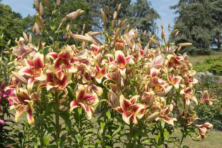 Lilium 'Flavia', Lily 'Flavia', Oriental Lily 'Flavia', Oriental Trumpet Lily, Orienpet Lily, Oriental Trumpet Lilies, Orienpet Lilies, Red Lilies, Bicolor Lilies, Fragrant lilies, Lily flower, Lily Flower