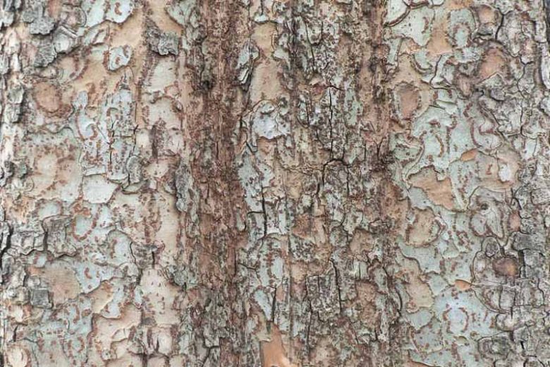 Ulmus parvifolia 'Frosty', Chinese Elm 'Frosty', Lacebark Elm 'Frosty', Tree with fall color, Fall color, Attractive bark Tree