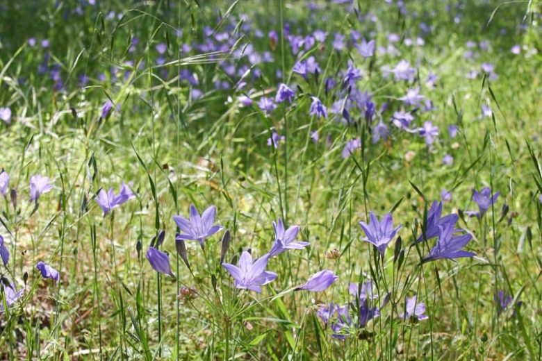 Triteleia Laxa, Ithuriel's Spear, Triplet Lily, Fool's Onion, Brodiaea Laxa, Grassnut, Blue Brodiaea, Bloomeria, Long Rayed Triteleia, Pretty Face, Starflower, Wild Hyacinth, Wally Baskets , Spring Bulbs, Spring Flowers, Blue Flowers