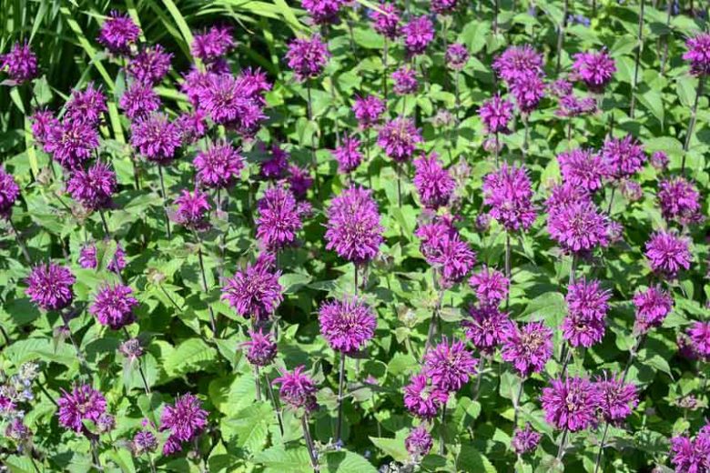 Monarda media, Purple Bergamot, Purple Monarda, Purple Bee Balm, Lavender Monarda, Lavender Bee Balm, Lavender flowers