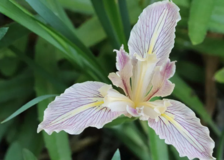 Iris macrosiphon, Long Tubed Iris, Bowltube Iris, Ground Iris, Iris amabilis, Iris californica, California Native Plants, California Native Perennials