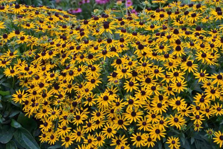 Rudbeckia Fulgida Little Goldstar, Black-Eyed Susan 'Little Goldstar', Glowing Coneflower 'Little Goldstar', Rudbeckia fulgida var. sullivantii 'Little Goldstar', late summer perennial, golden flowers, yellow perennial,Dwarf Rudbe