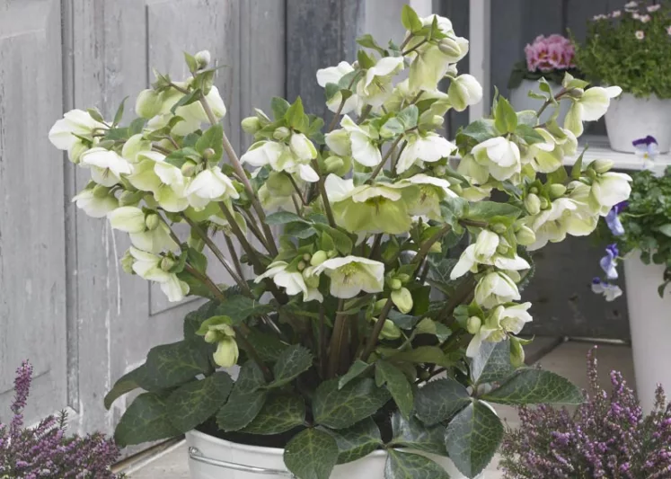 Helleborus 'Molly's White', Molly's White Hellebore, Hellebore Molly's White, White Hellebore, Single Hellebore