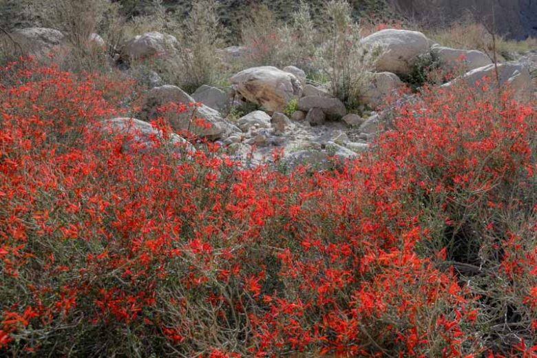 Justicia californica, Beloperone, Hummingbird Bush, Chuparosa, Beloperone californica, Flowering Shrub, Red Flowers, Drought Tolerant Shrubs