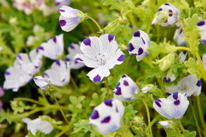 Nemophila maculata, Five Spot, Five-Spot Baby, Fivespot, Blue Flowers, Blue Groundcover, Blue Ground Cover