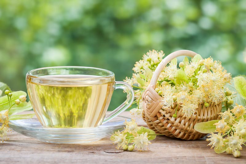 Tilia, Linden, Lime, Basswood, American Linden,  American Lime, American lime, European Linden,   European Lime,  European,Caucasian Linden,  Caucasian Lime, Crimean lime
