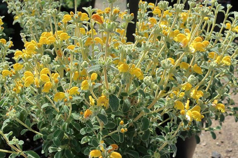 Phlomis lanata  'Pygmy', Woolly Jerusalem Sage  'Pygmy', Woolly Jerusalem Sage ' 'Pygmy', Dwarf Jerusalem Sage, Yellow Clary, Deer resistant perennials, Yellow perennials