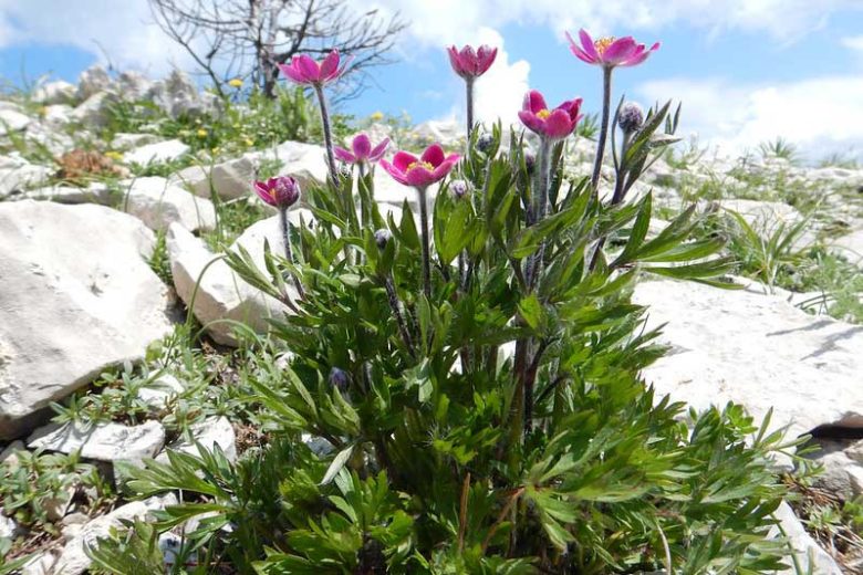 Anemone multifida, Pacific Anemone, Red Windflower, Early Thimbleweed, Cut-leaf Anemone, Pink Flowers