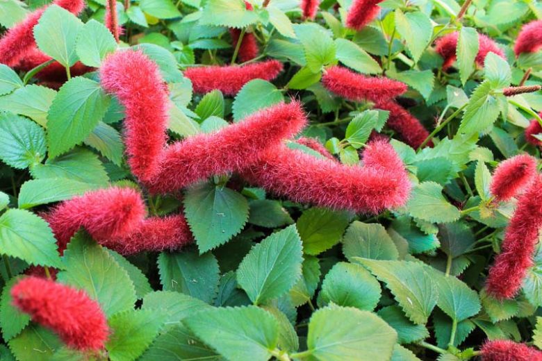 Acalypha reptans, Dwarf Chenille, Firetail, Cat Tail, Acalypha pendula, Acalypha chamaedrifolia, Acalypha repens, Red Flowers