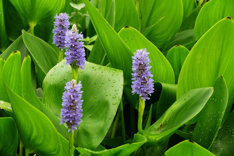 Pontederia cordata, Pickerel Weed, Heart-Leaved Pickerel Weed, Wampee, Pond plants, Aquatic Plants, Plants for wet soils