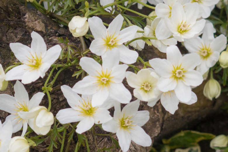 Clematis x cartmanii 'Avalanche', Avalanche Clematis, Clematis 'Avalanche', Clematis Avalanche, Clematis × cartmanii 'Blaaval', Clematis 'Blaaval', White Clematis, Evergreen Clematis,