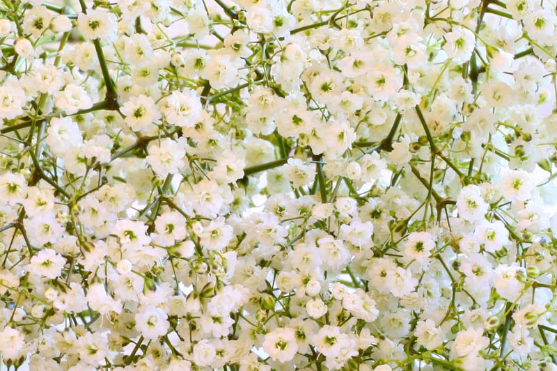 Baby's Breath, Baby's Breath Flower, Baby's Breath Flowers, Baby's Breath Bouquet, Baby's Breath Plant