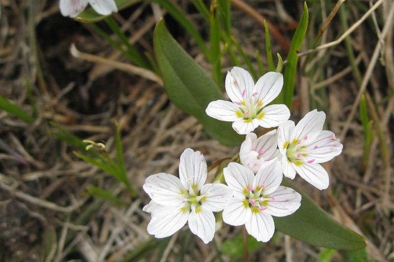 Claytonia lanceolata,Western Spring Beauty, Lanceleaf Spring Beauty, Spring Beauty, Indian Potato, White flowers, Spring flowers, Shade perennials