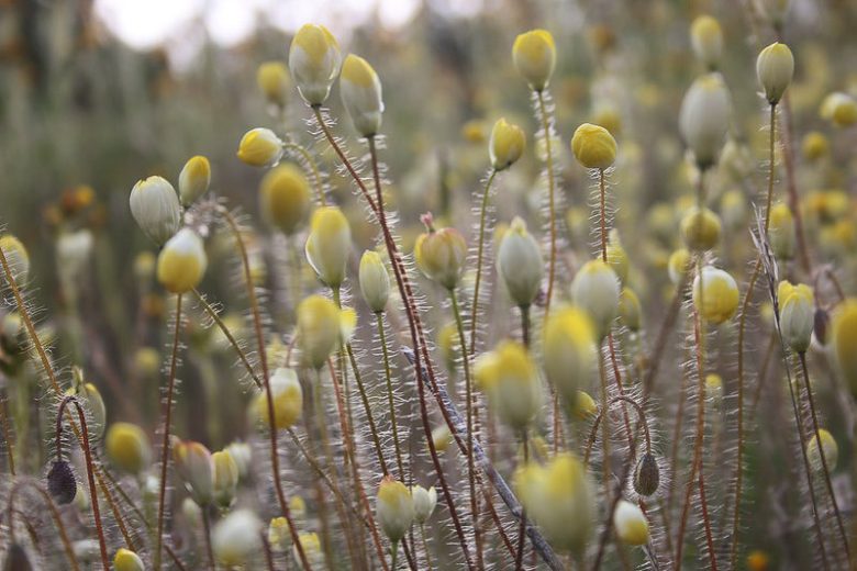 Platystemon californicus,Creamcups, California Creamcups, Yellow Flowers, Bicolor Flowers, Drought tolerant flowers, California Native Plants, California Native Wildflowers