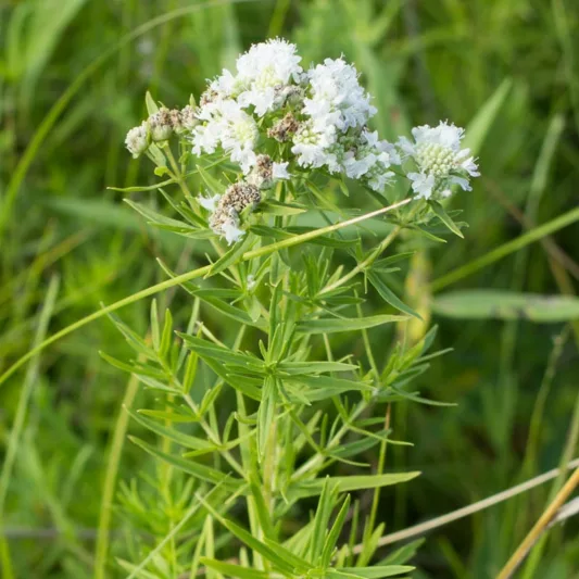 Pycnanthemum virginianum, Virginia Mountain Mint, Koellia virginiana, White flowers