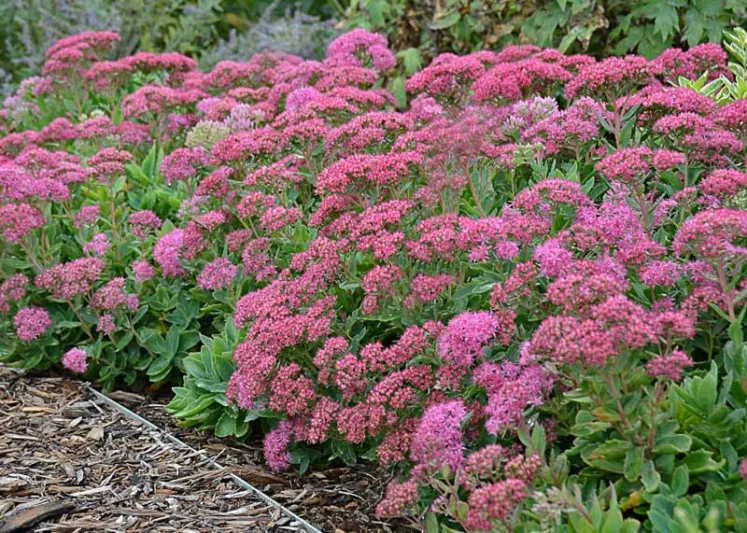 Sedum Carl, Stonecrop 'Carl', Sedum telephium 'Carl', Showy Sedum 'Carl', Hylotelephium 'Carl', Pink Sedum, Rose Sedum