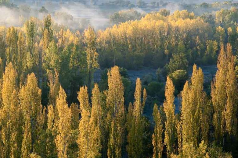 Populus nigra 'Italica', Lombardy Poplar, Italian Poplar, Lady Poplar, Deciduous Tree, Fall Color