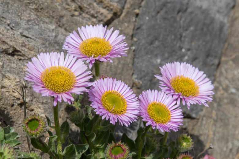 Erigeron glaucus, Seaside Fleabane, Seaside Daisy, Beach Aster, Pink flowers, Pink Groundcovers, Mediterranean Plants