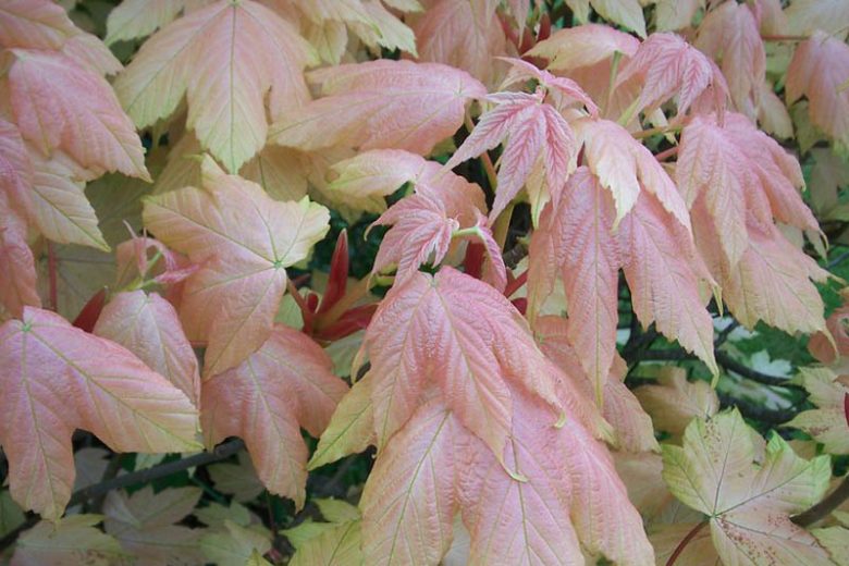 Acer pseudoplatanus 'Brilliantissimum', Sycamore 'Brilliantissimum', Pink Sycomore, Sycamore Maple, Pink Acer, Pink Leaves