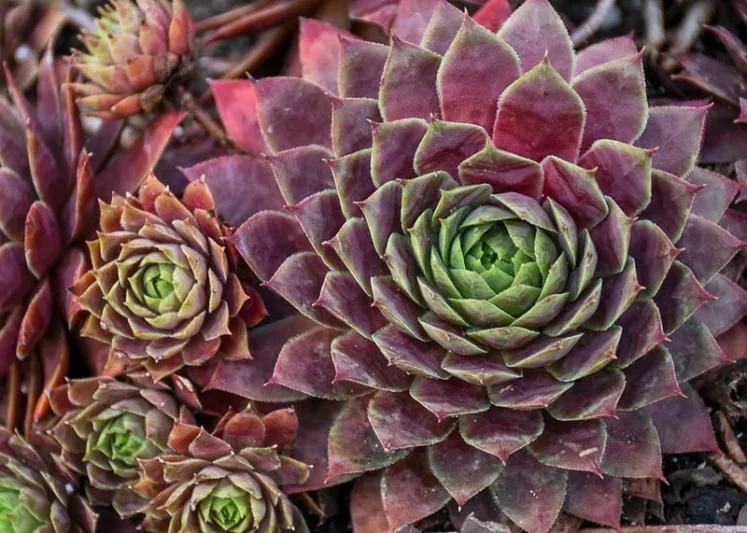 Sempervivum Peggy, Hens and Chicks Peggy, Houseleek Peggy, Small succulent, evergreen succulent, Red Succulent, drought tolerant perennial, drought tolerant plant