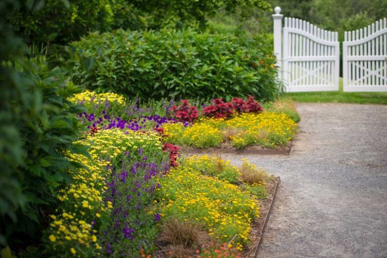 Marguerite Golden Butterfly®, Paris Daisy Golden Butterfly®, Cobbitty Daisy Golden Butterfly®, Argyranthemum frutescens 'G15101', Yellow Flowers