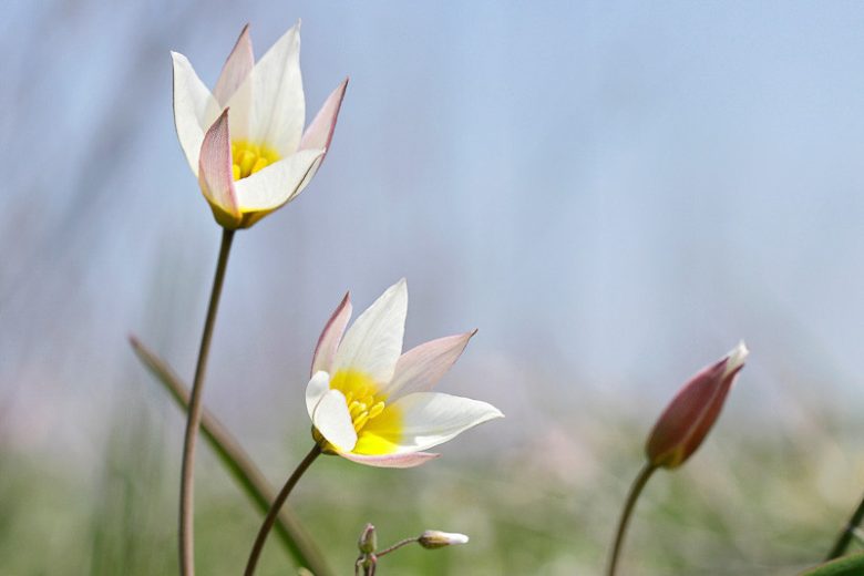 Tulipa biflora, Two-Flowered Tulip, Tulipa talijevii, Tulipa polychroma, Botanical Tulips, Wild Tulips, Rock Garden Tulips