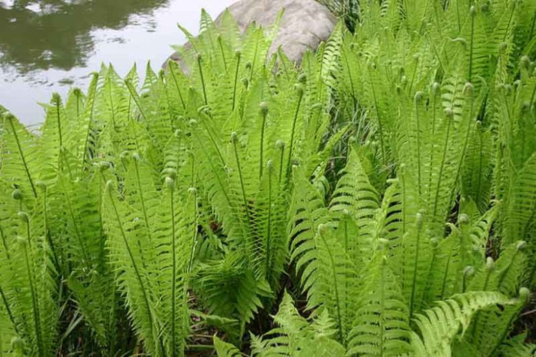 Matteuccia Struthiopteris (Ostrich Fern), Ostrich Fern, Ostrich-Feather Fern, Shuttlecock Fern, Shade plants, shade perennial, plants for shade, plants for wet soils