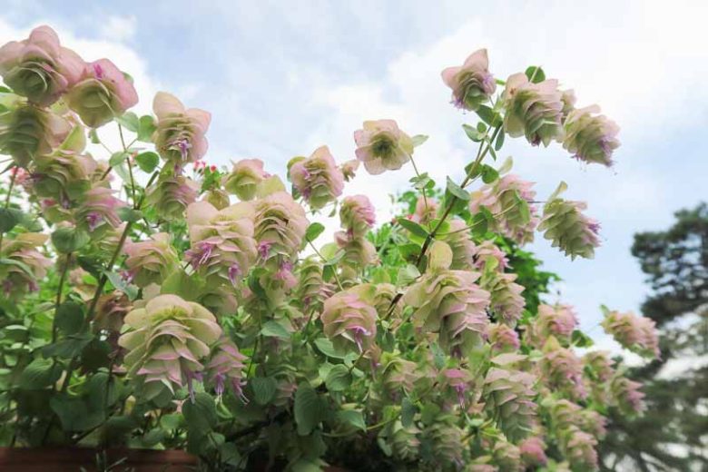 Origanum 'Kent Beauty', Oregano 'Kent Beauty', Ornamental Oregano 'Kent Beauty', Wild Marjoram 'Kent Beauty', English Marjoram 'Kent Beauty', Pot Marjoram 'Kent Beauty', Wintersweet 'Kent Beauty'