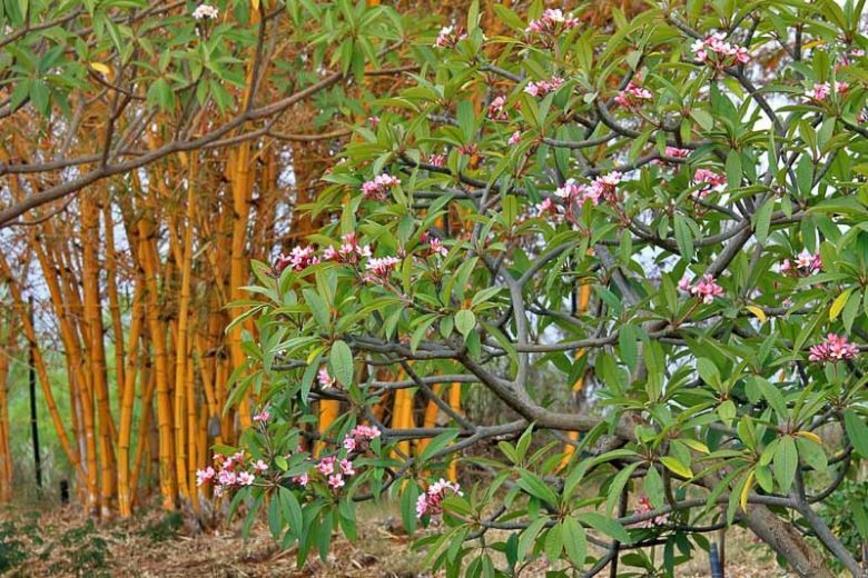 Euphorbia milii,Crown of Thorns, Christ Plant, Christ Thorn, Red flowers, Drought tolerant perennial, Deer resistant perennial, rabbit resistant perennial