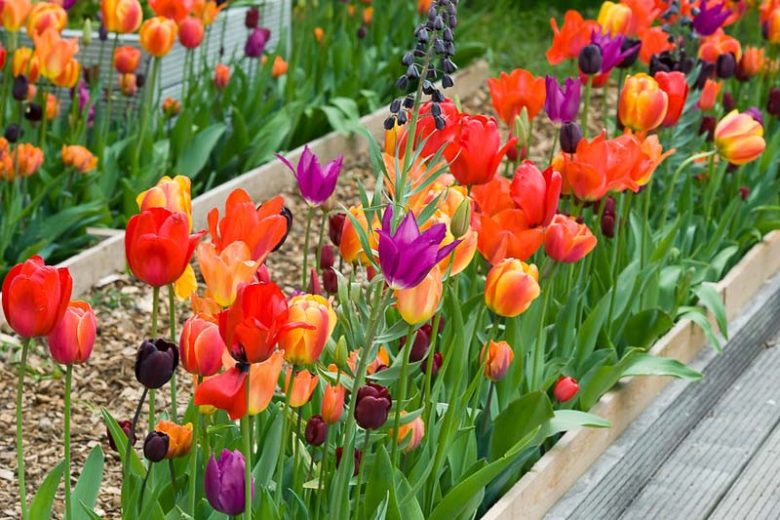 Tulipa 'Red Impression', Tulip 'Red Impression', Darwin Hybrid Tulip 'Red Impression', Darwin Hybrid Tulips, Spring Bulbs, Spring Flowers, Red Tulip