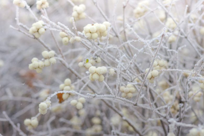 Symphoricarpos Albus, Common Snowberry, Snowberry, Waxberry, Symphoricarpos albus var. albus, Ice Apple, Symphoricarpos pauciflorus, Symphoricarpos racemosus, White Coralberry, White Snowberry,shrubs, fall color, white berries, shrub with berries