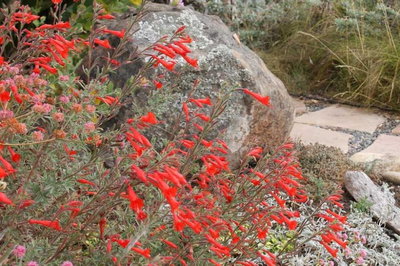 Epilobium canum, Hummingbird Trumpet, California Fuchsia, Zauschneria, Wild Fuchsia, Firechalice, Kolibritrumpet, Zauschneria californica, Red Flowers, Hummingbird Flowers