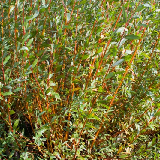 Salix alba var. vitellina 'Yelverton', Salix alba 'Chermesina Yelverton', Salix alba 'Yelverton', Salix 'Yelverton', Willow 'Yelverton', Deciduous Shrubs, Foliage, Fall color, Winter color, Yellow bark, Orange Bark